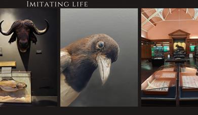 A variety of images of the A Very Natural History Exhibition at Swansea Museum