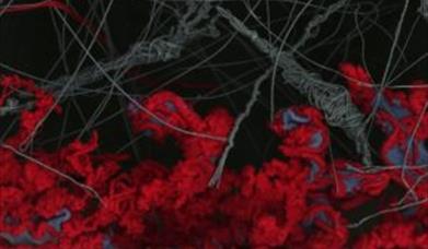 Ewan Coombs and Heidi Lucca-Redcliffe: PULP