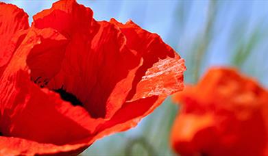 Poppies