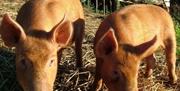 Down to Earth pigs