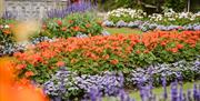 Colourful flowers