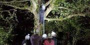Down to Earth climbing trees