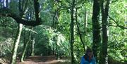 Forest Connections person walking through trees