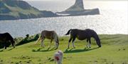Worms Head - Minibus Tour