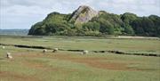 Gower estuary with sheep.